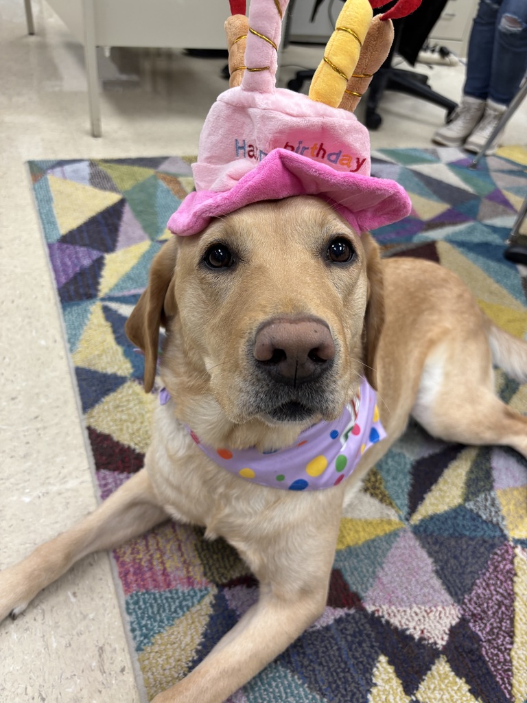 yellow Labrador laying on floor wearing a party hat