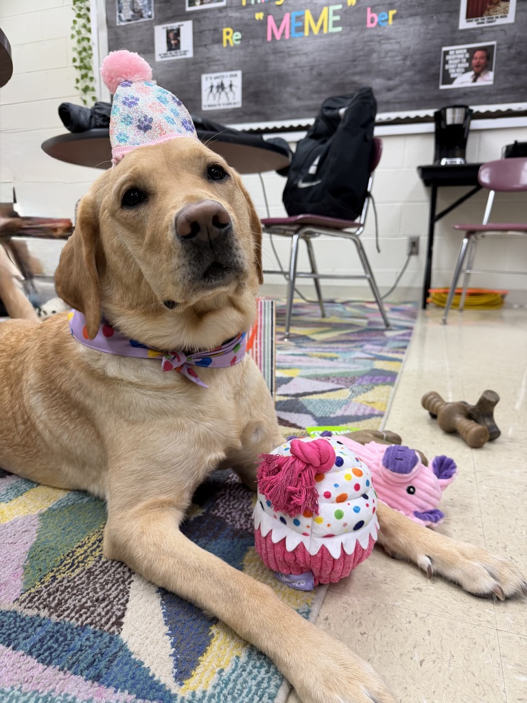 yellow Labrador laying on floor with party hat on and dog toy shaped like cupcake between front legs
