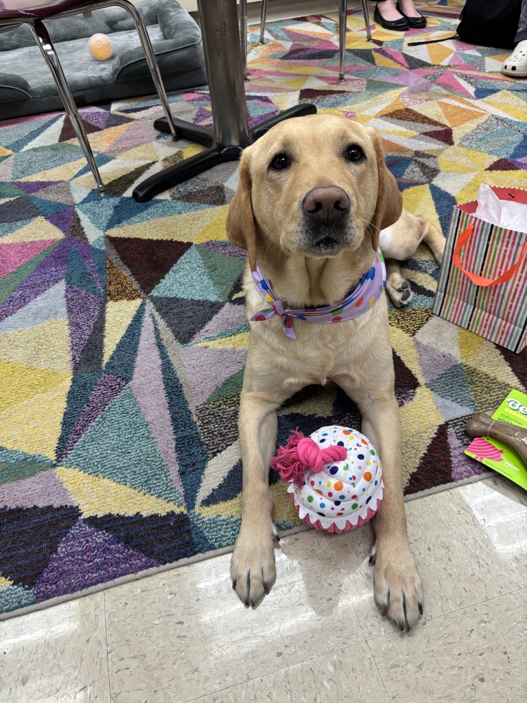 yellow Labrador laying on floor with a dog toy shaped like cupcake between front legs