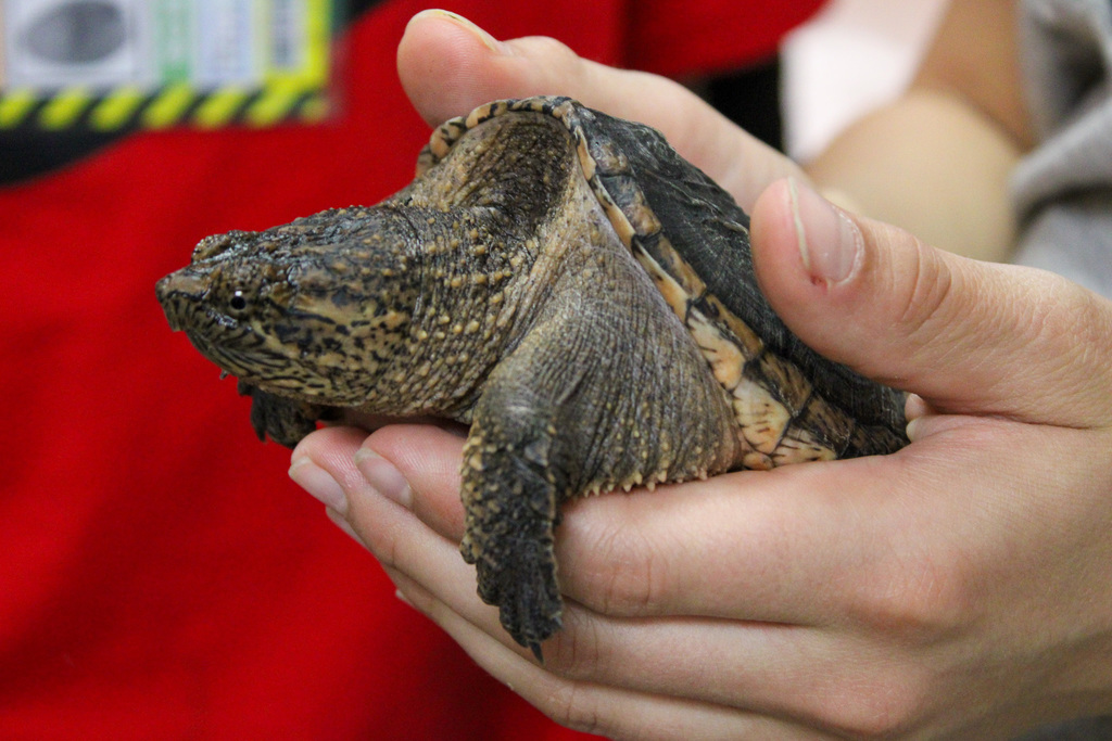 close up photo of a turtle