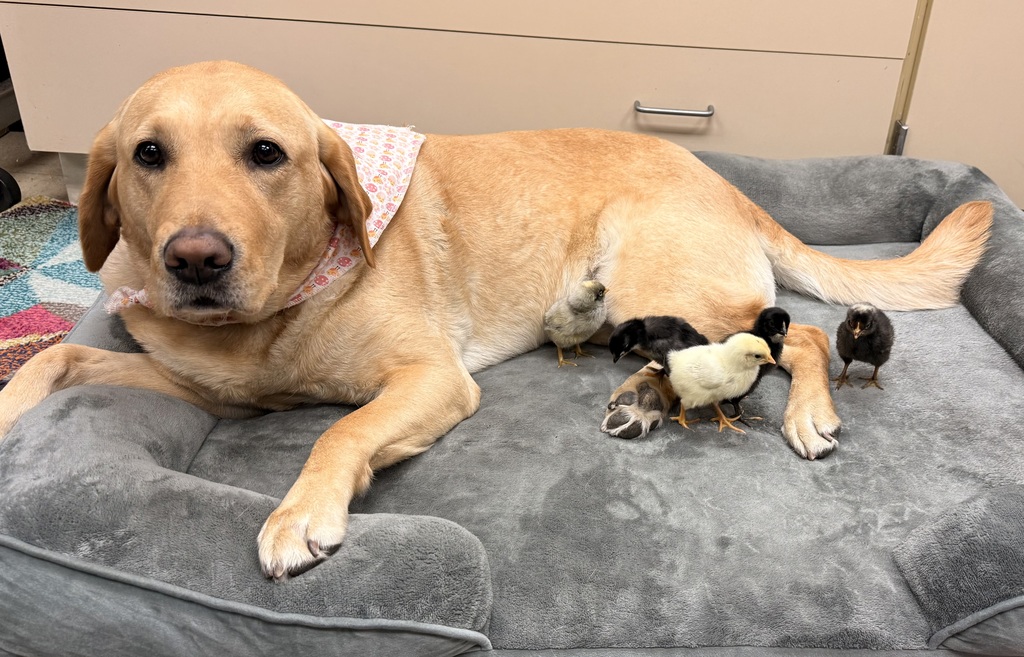 PHSCC therapy dog Mooch laying on bed with chicks around her back legs