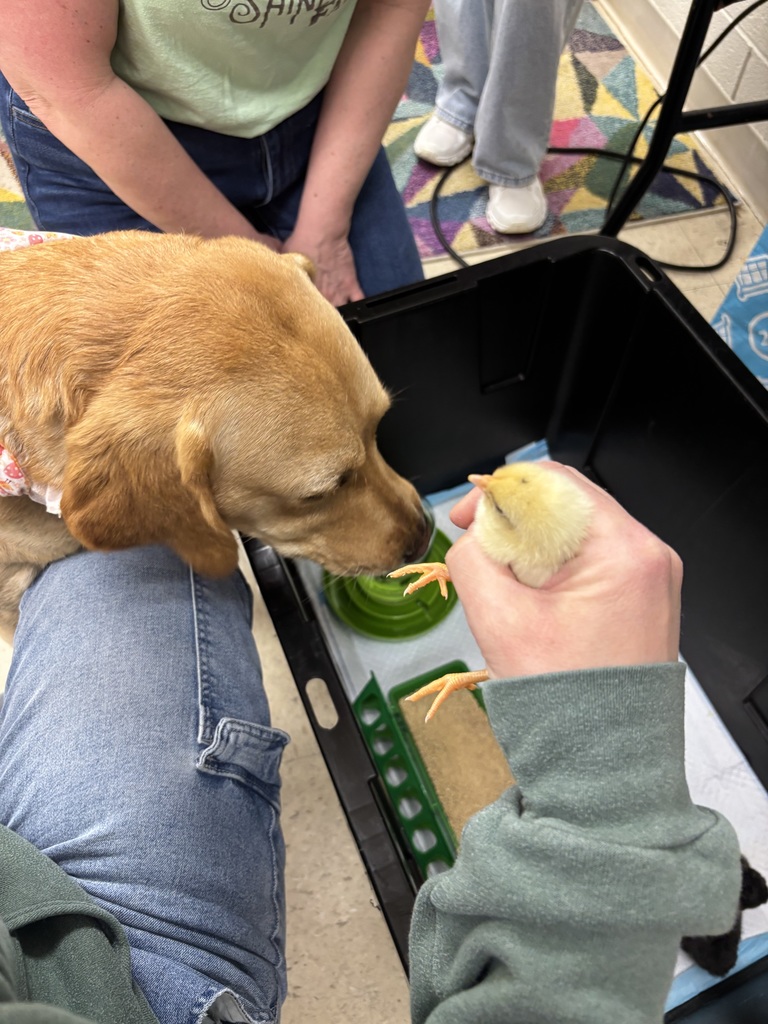 PHSCC facility dog Mooch looks at a yellow chick being held by a staff member