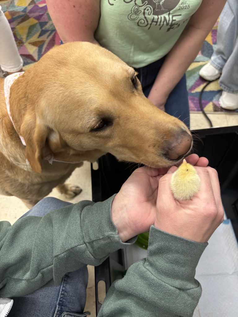 PHSCC facility dog Mooch sniffs a yellow chick being held by staff member