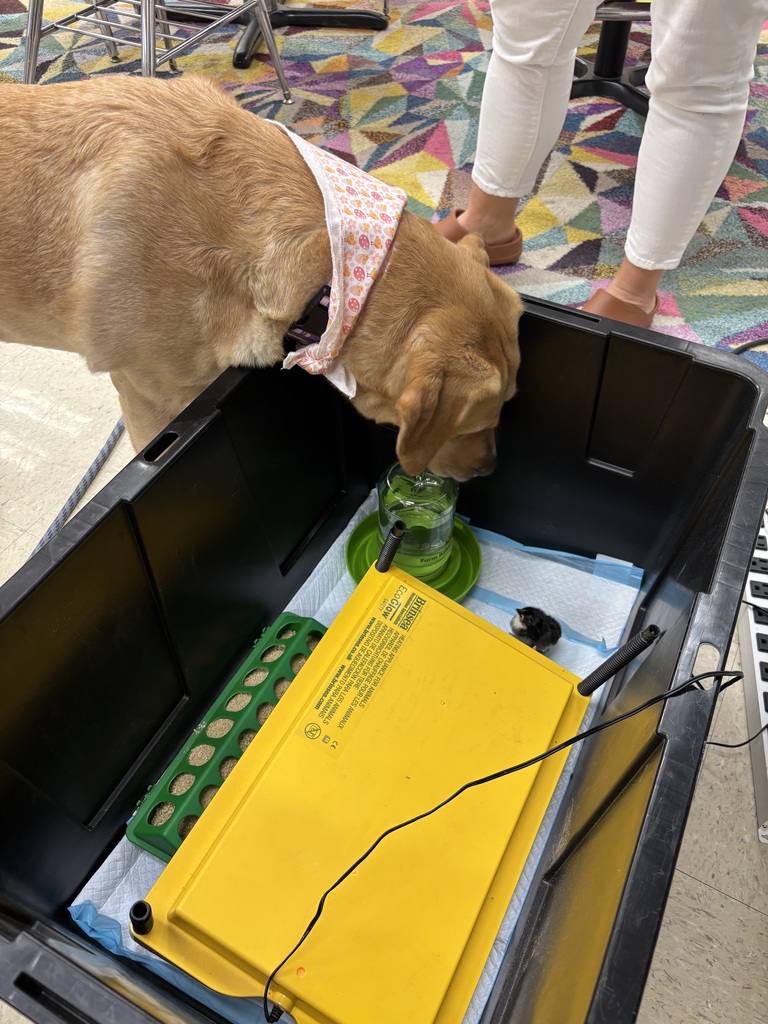 PSHCC facility dog Mooch put head into box and looks at a black chick