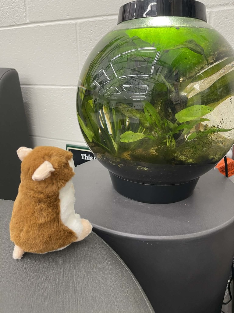 A small stuffed hamster, looking at a round fish tank