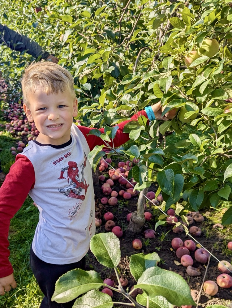 picture of a young 5 student at the apple orchard