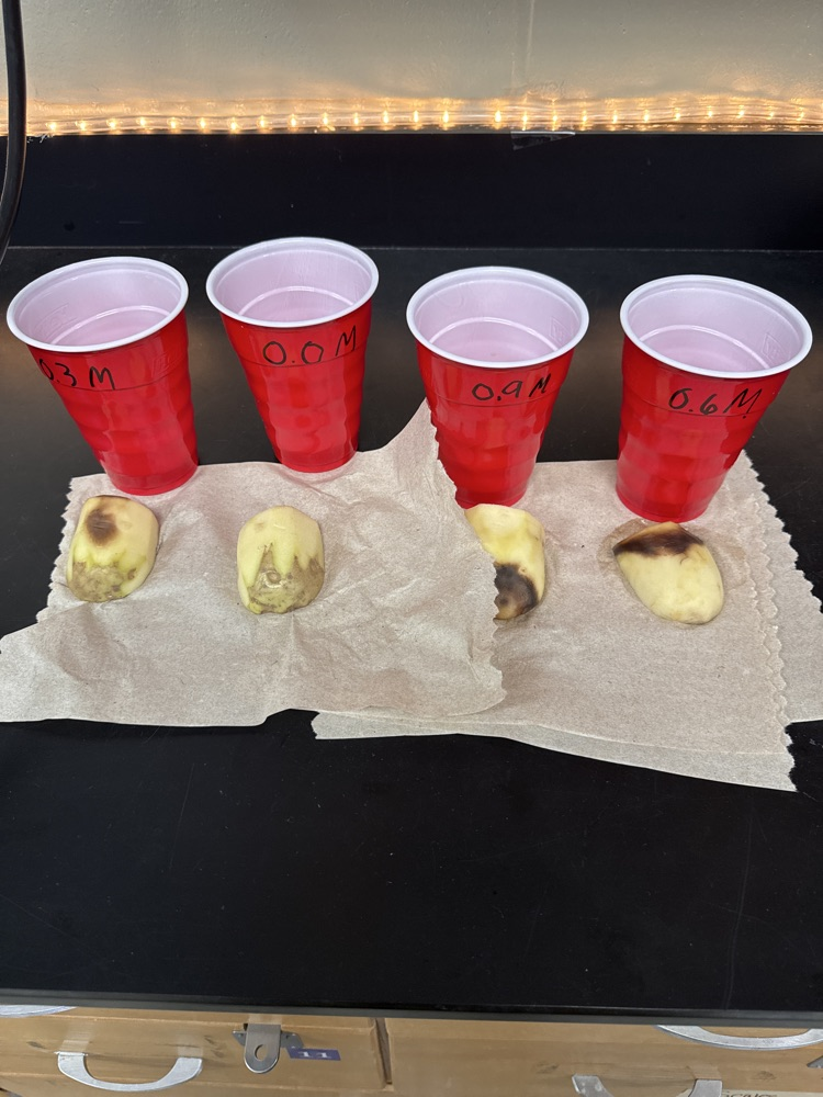 Potato Osmosis Lab