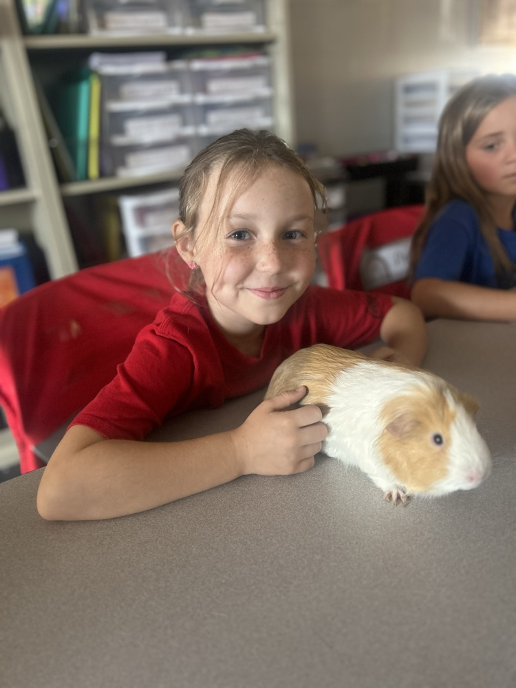 guinea pig