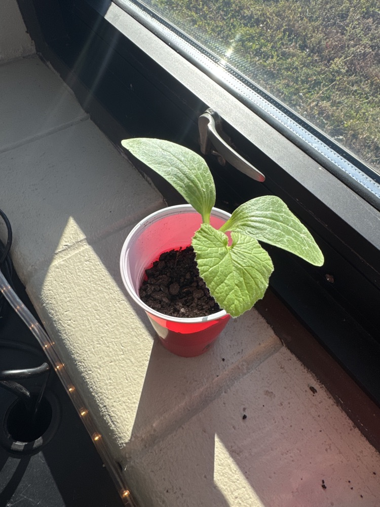 plant in windowsill