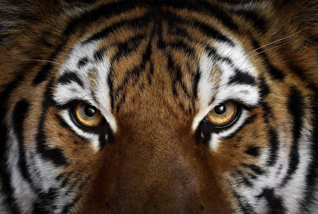 Tiger Eyes
