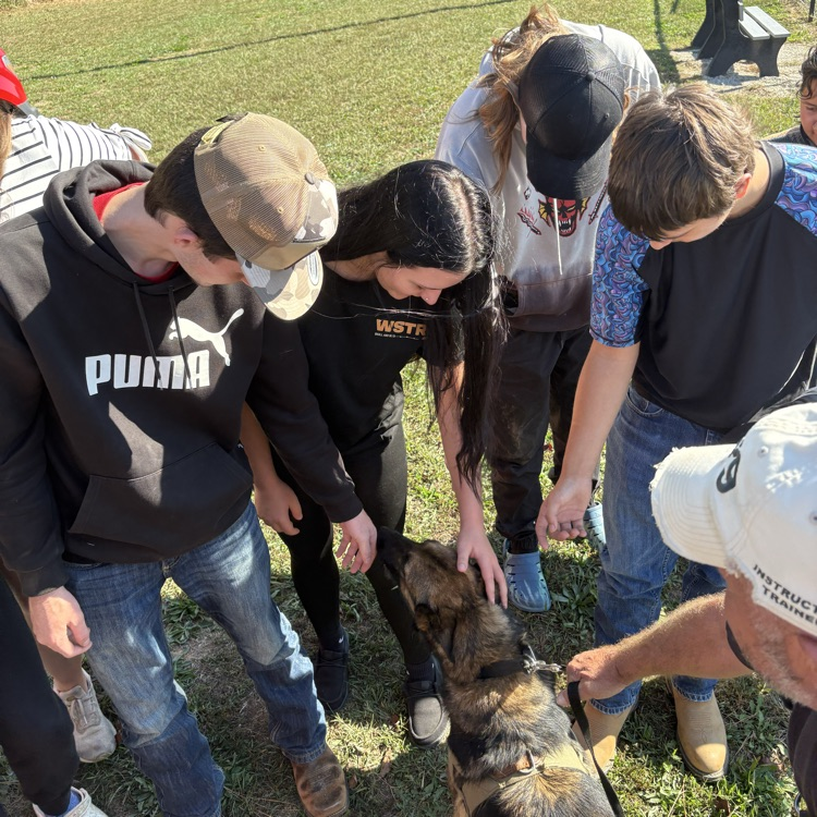 Mine Detection Dogs
