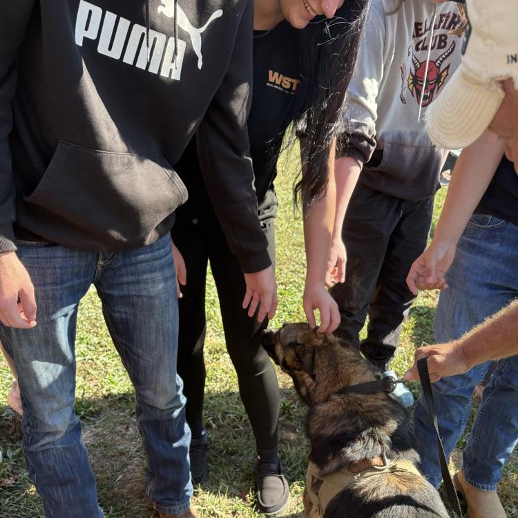 Mine Detection Dogs
