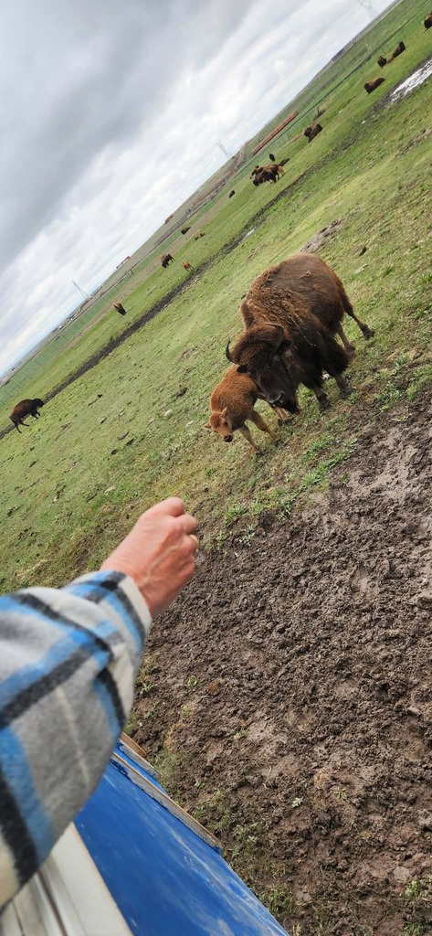 bison