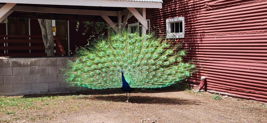 peacock