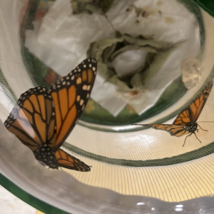 butterfly