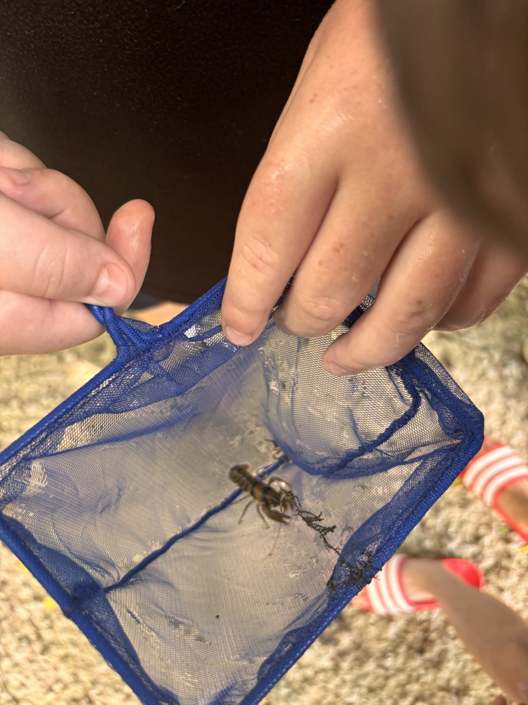 Crayfish catching 
