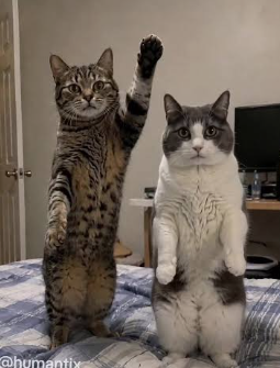 dancing cats picture