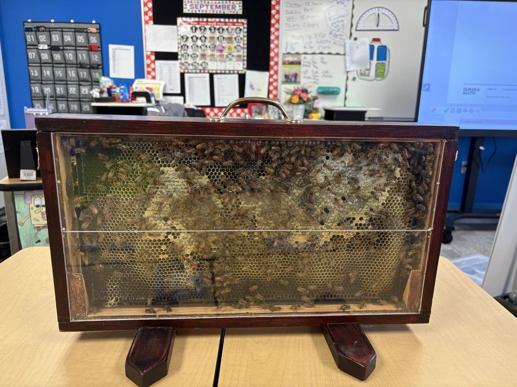 6th Grade Bees with Heidi Darby