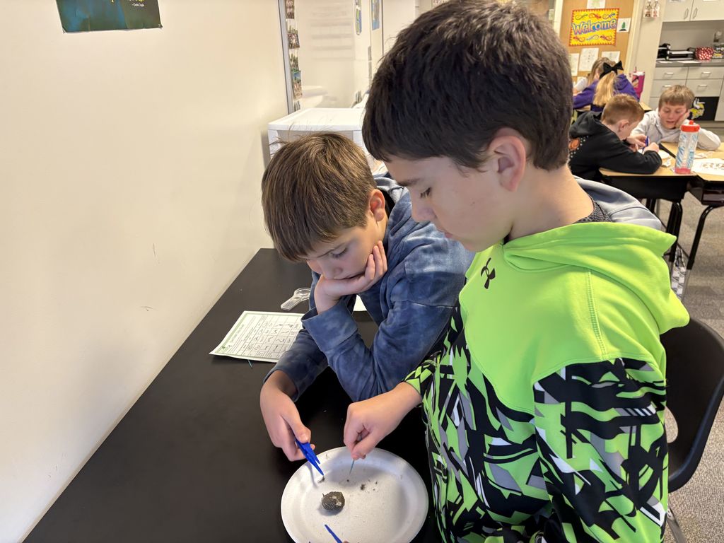 6th Grade Owl Pellet Dissection 