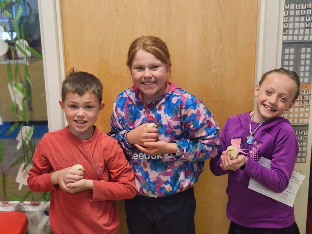 3rd Grade Chicks 