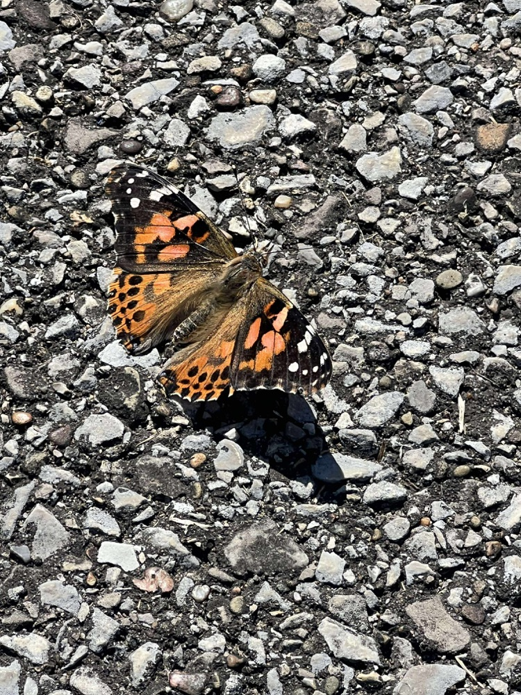 butterfly release at Belmont Elementary School