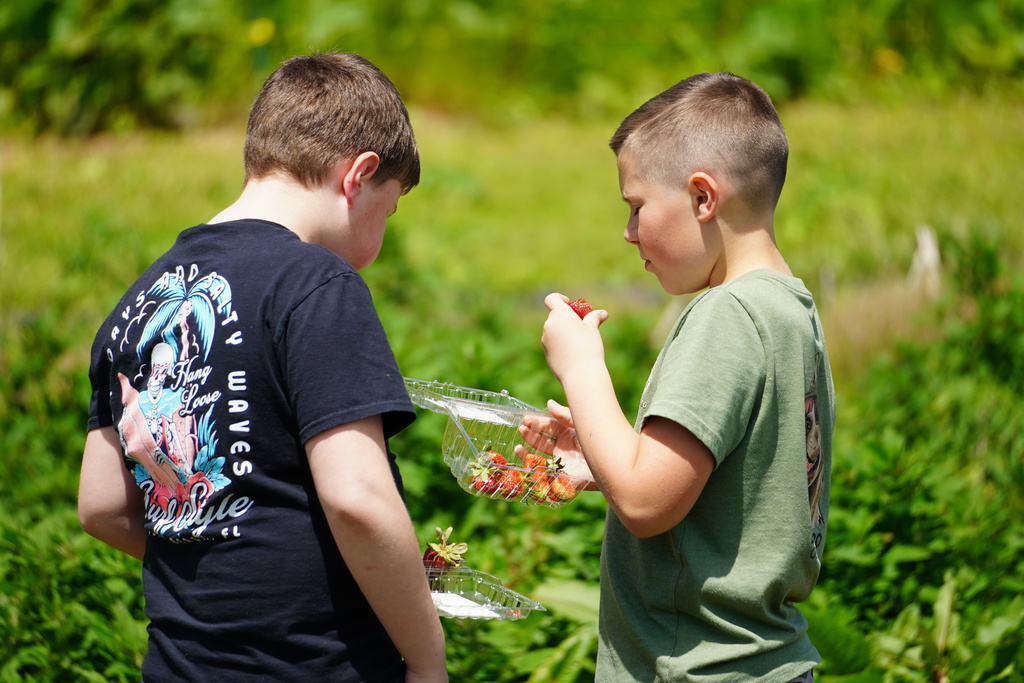 Strawberry Patch