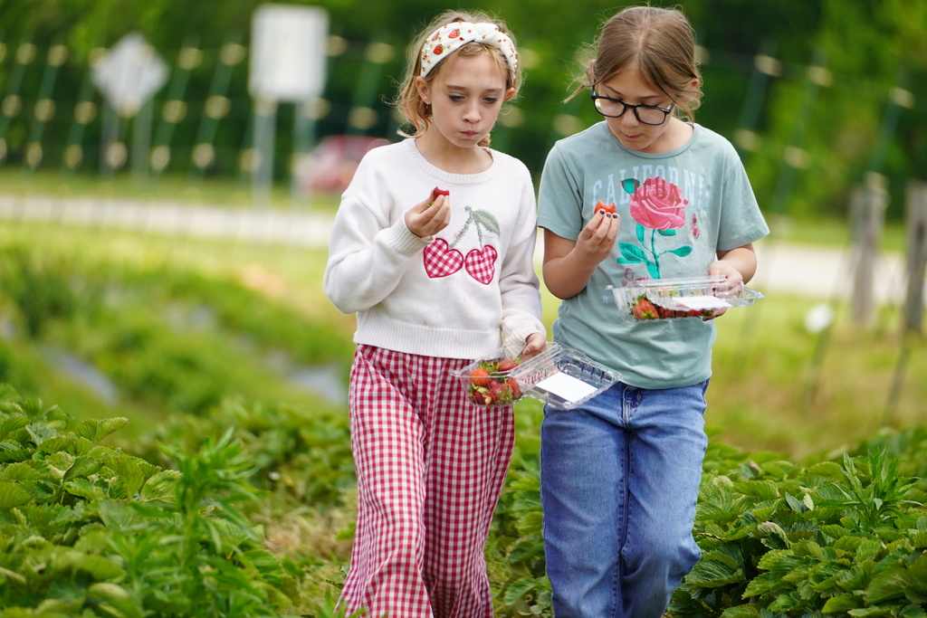 Strawberry Patch