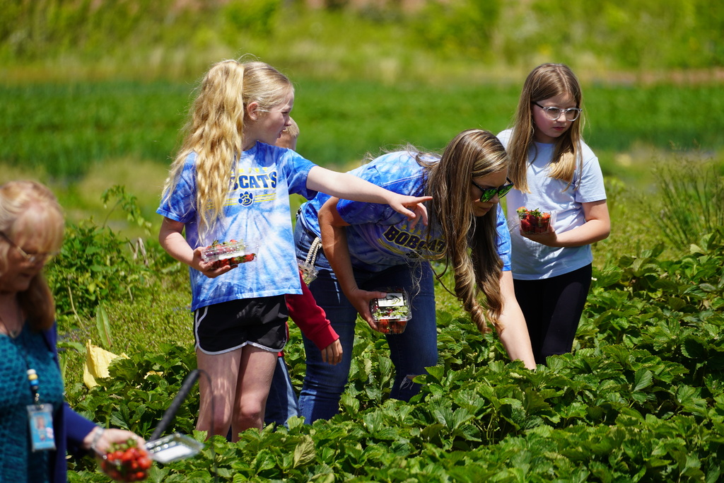 Strawberry Patch