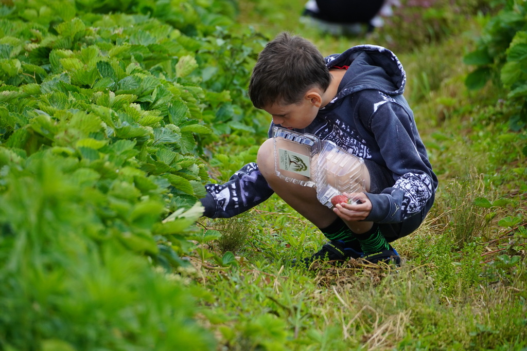 Strawberry Patch