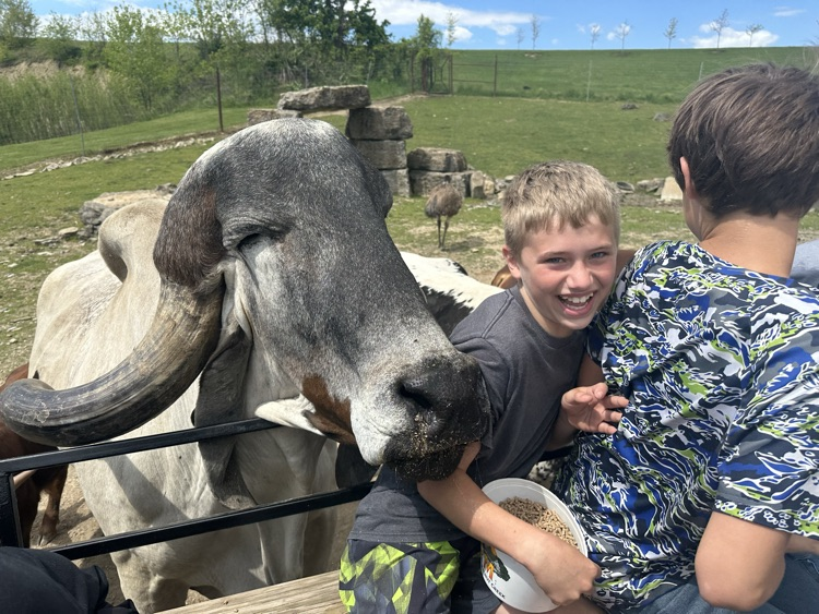 PCMS sixth grade students visiting a farm at Walnut Creek, interacting with animals.