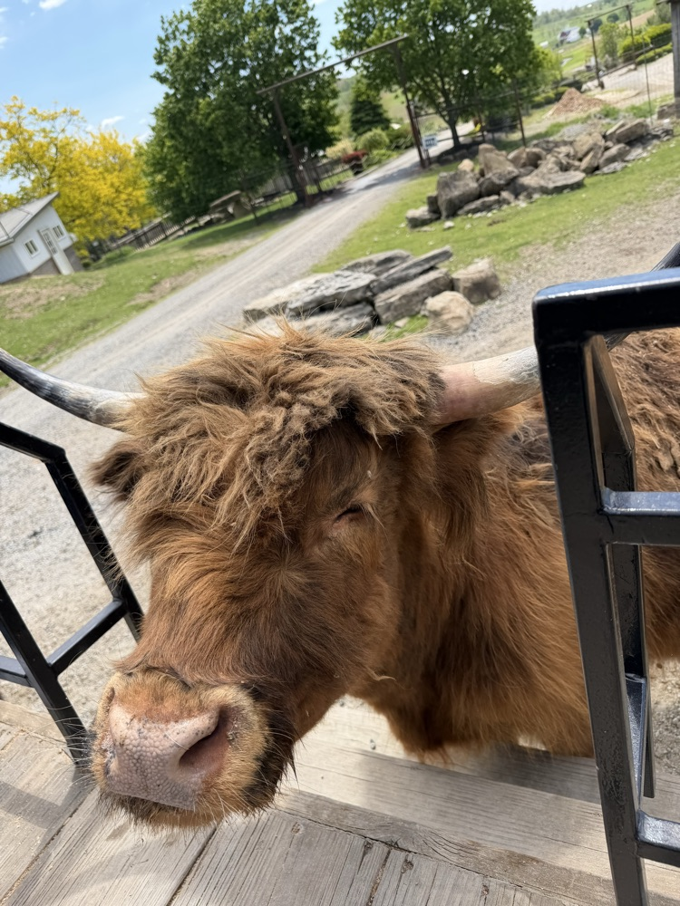 PCMS sixth grade students visiting a farm at Walnut Creek, interacting with animals.