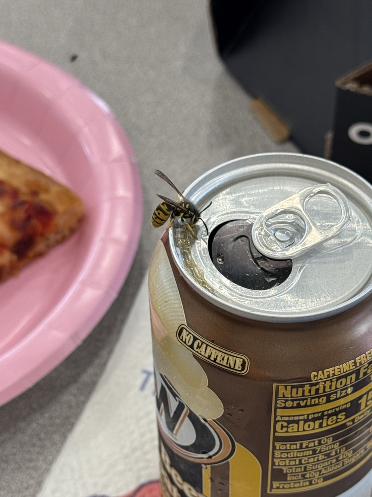 bee on can