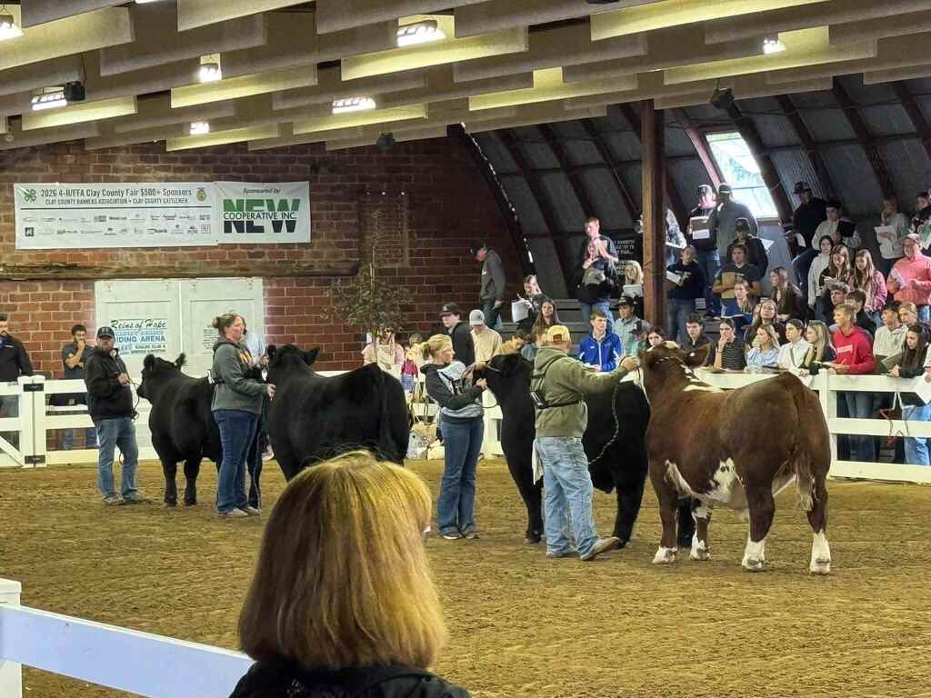 Livestock show at the Clay County Fair