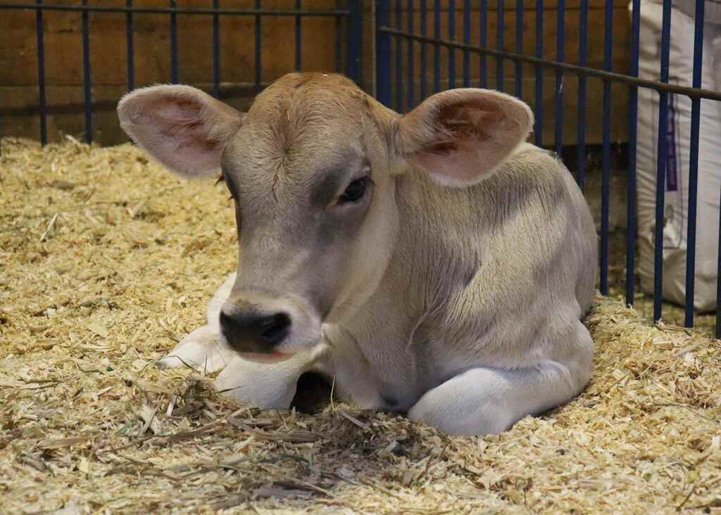 Cow at the Clay County Fair