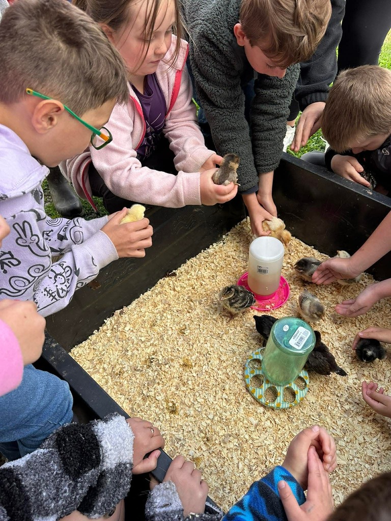 Petting Zoo