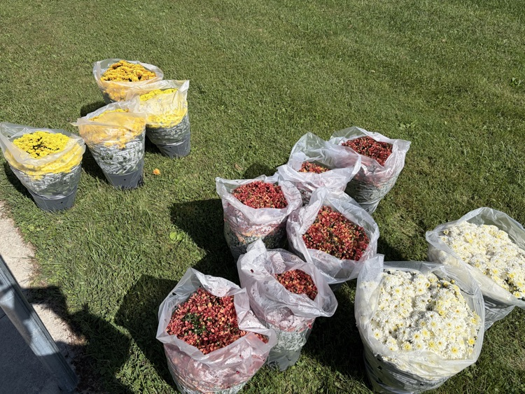 variety of mums left at mms. please come buy them to meet our goal, 2 white, 3 yellow and 6 red  