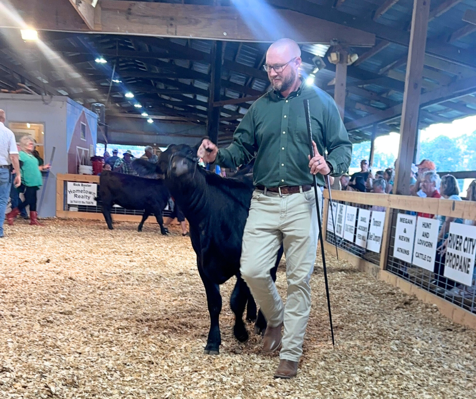 Ryan Shepard walking a calf around the ring at the cow show
