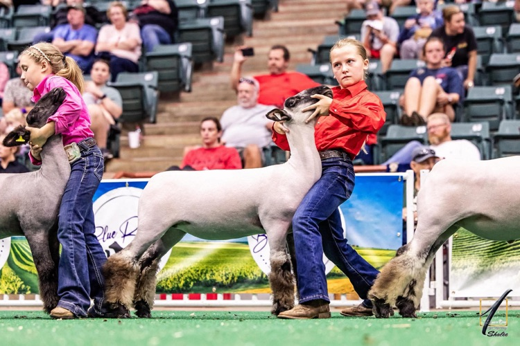 Please help us congratulate Lily George, a Van Wert 4th grader, on her accomplishments at state!! ✨ Beef Showmanship: 5th ✨ Sheep Showmanship: 7th ✨ Butterbean: 3rd in class ✨ Holly: 6th in class ✨ Asher: 2nd Ga born and bred in class