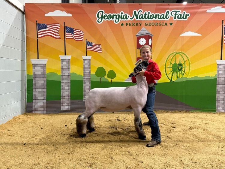 Please help us congratulate Lily George, a Van Wert 4th grader, on her accomplishments at state!! ✨ Beef Showmanship: 5th ✨ Sheep Showmanship: 7th ✨ Butterbean: 3rd in class ✨ Holly: 6th in class ✨ Asher: 2nd Ga born and bred in class