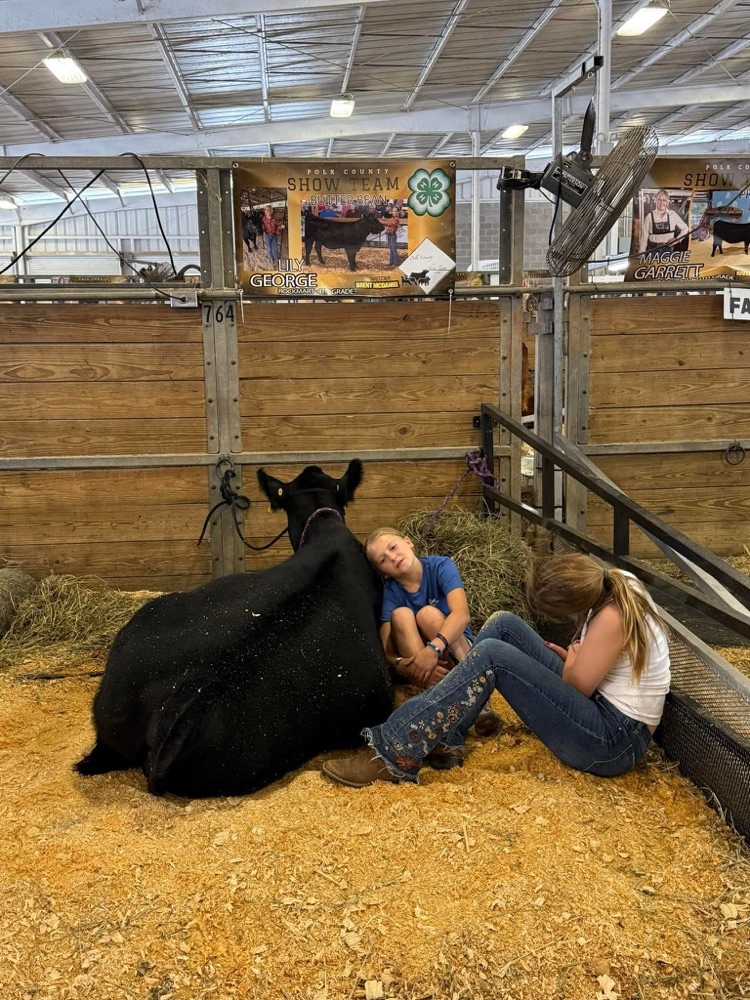 Please help us congratulate Lily George, a Van Wert 4th grader, on her accomplishments at state!! ✨ Beef Showmanship: 5th ✨ Sheep Showmanship: 7th ✨ Butterbean: 3rd in class ✨ Holly: 6th in class ✨ Asher: 2nd Ga born and bred in class