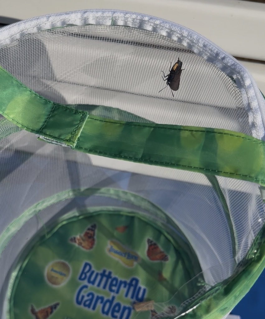 Mrs. Stringer and Ms. MJ’s class found an injured butterfly last week on the playground. They put it in the “butterfly hospital” and fed it fresh fruit each day to help it recover and grow stronger. The kids were able to release “Bo” the butterfly today and he was able to fly high into the trees.  Picture of the butterlfy