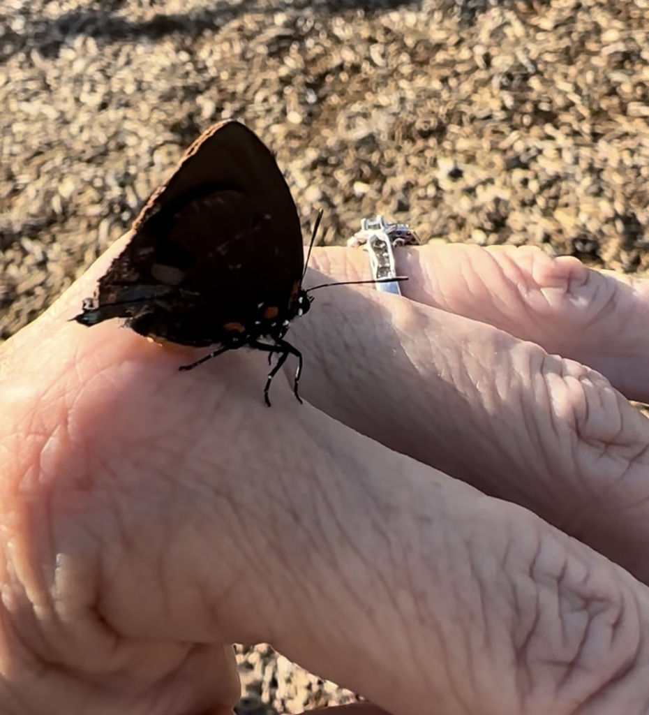 Mrs. Stringer and Ms. MJ’s class found an injured butterfly last week on the playground. They put it in the “butterfly hospital” and fed it fresh fruit each day to help it recover and grow stronger. The kids were able to release “Bo” the butterfly today and he was able to fly high into the trees.  Picture of the butterfly