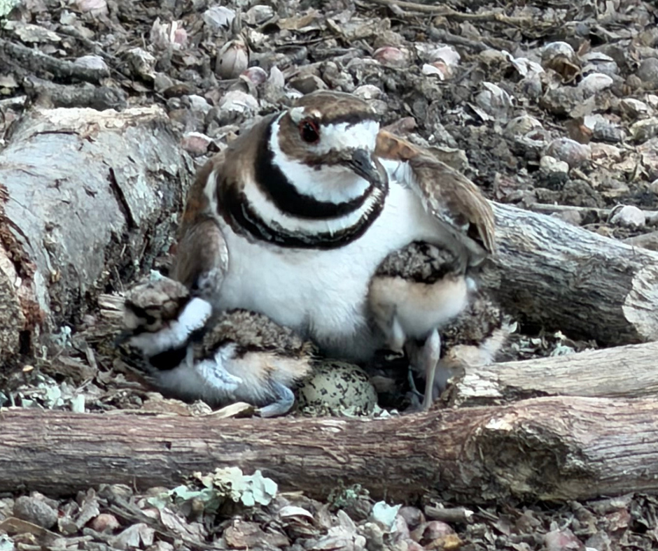 Mother banded plover with two hatchlings