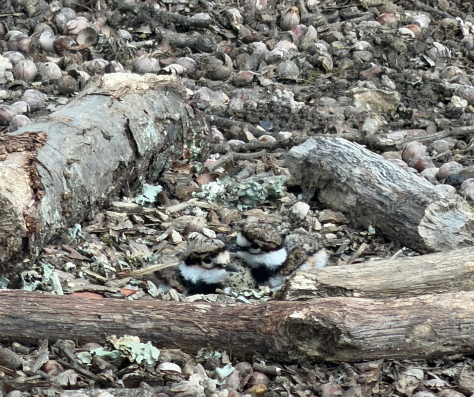 two banded plover hatchlings