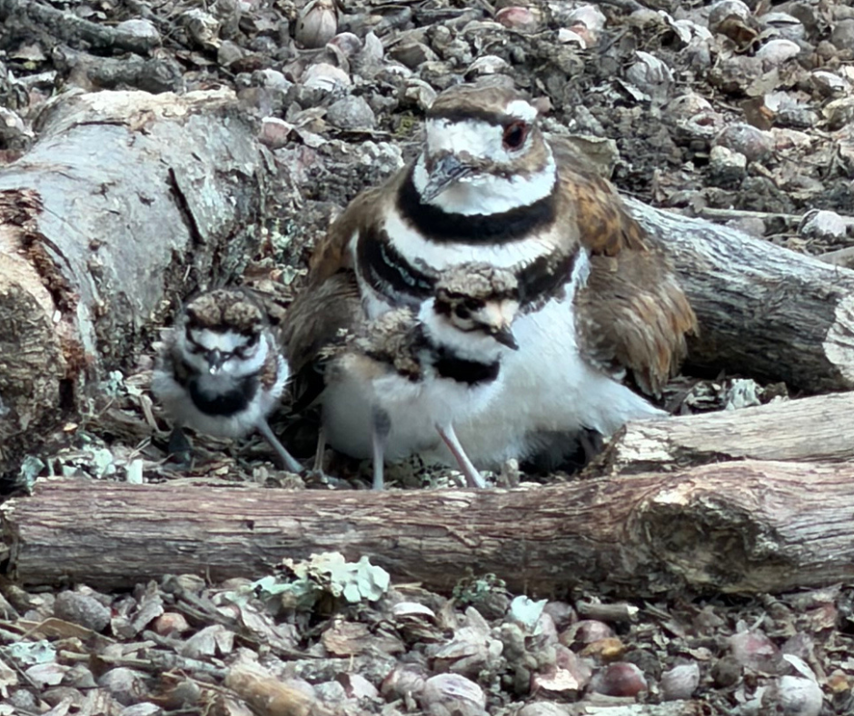Mother banded plover with two hatchlings