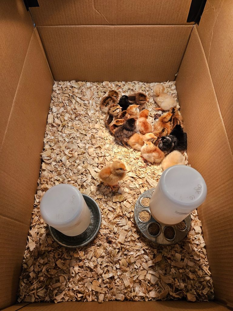 Baby Chicks