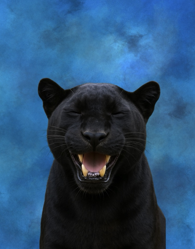 Panther pic