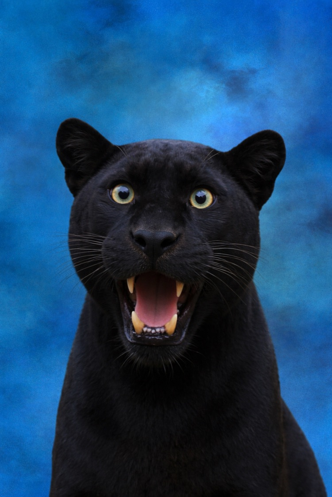 panther