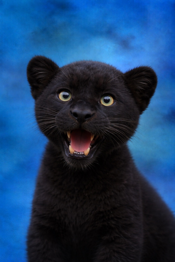 baby panther