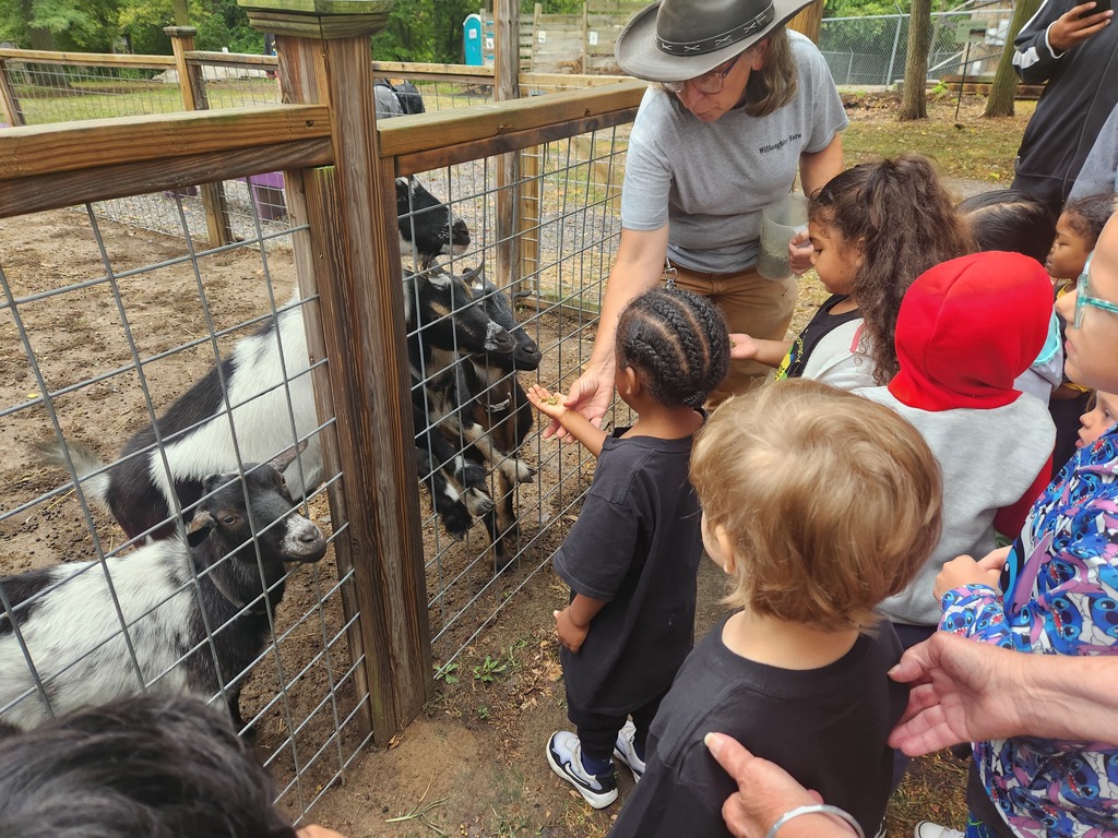 A tour guide showing students how to feed the goats